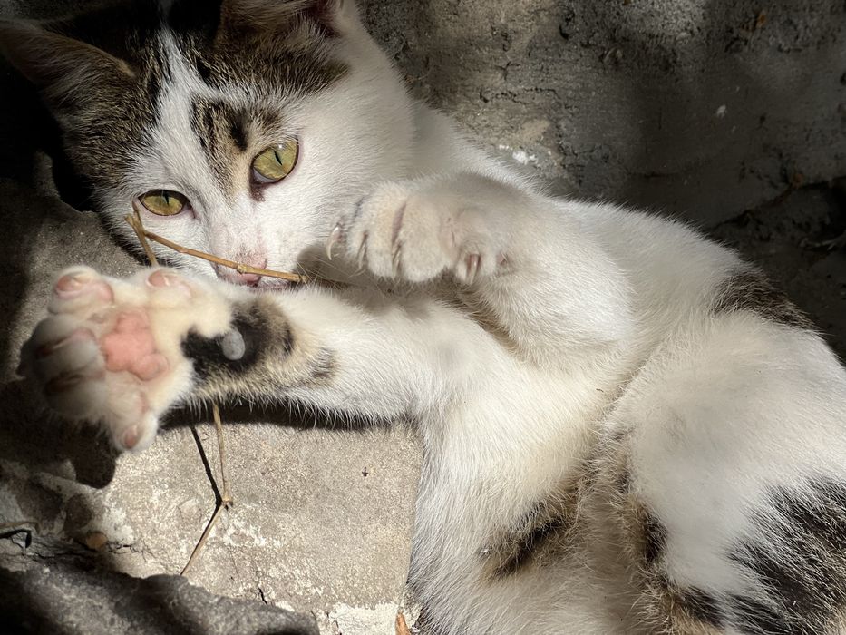 Дівчинка Соня шукає дім