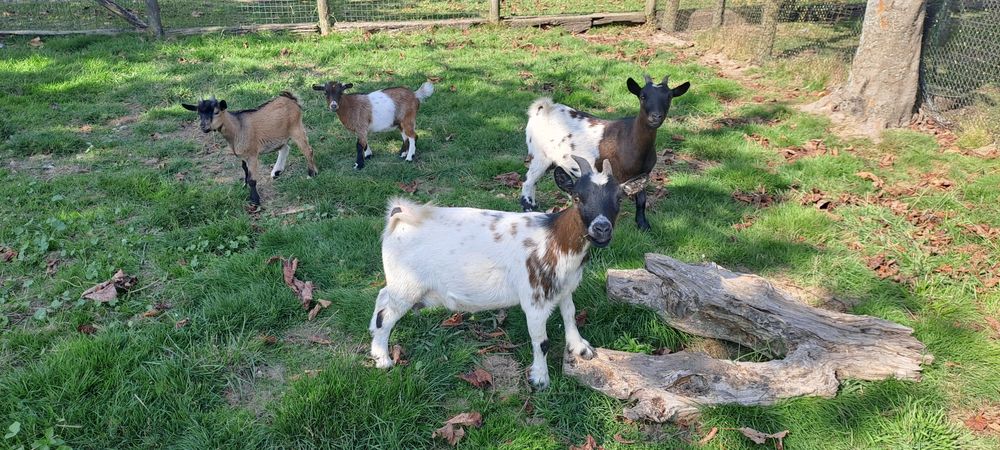 Cabras Anãs adultas