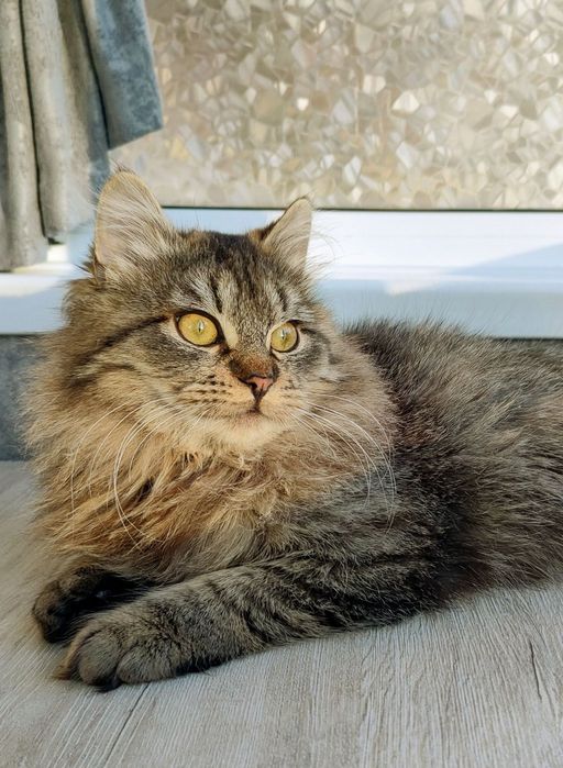 Братики Лорд та Фродо в добрі руки !