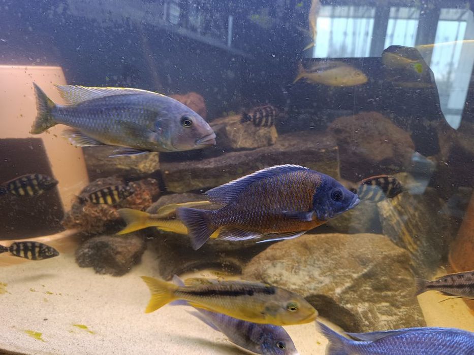 Buccochromis Rhoadessi 10cm