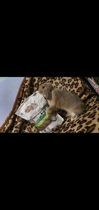 Królik mini lop  Karzeł teddy Baran fr