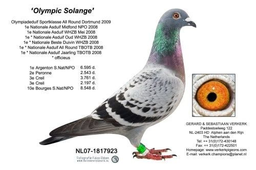 Gołębie pocztowe młode 2025 G. & S Verkerk - Gebr. Janssen