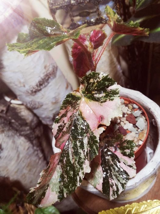 Begonia Ginny Galaxy Variegata Pink Aurea UNIKAT ! monstera philode