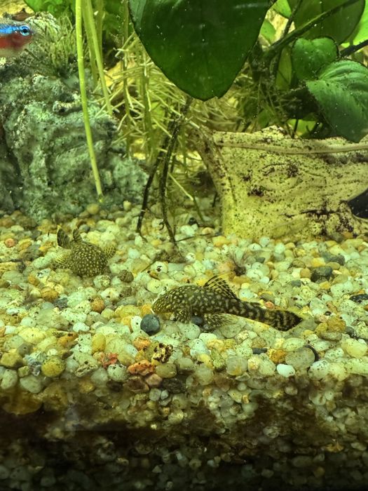 Glonojady - rozne rozmiary