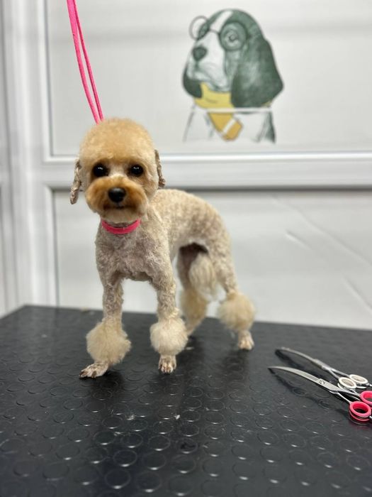 Стрижка животных