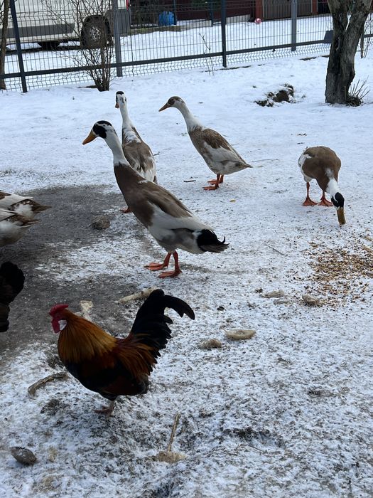 Kaczki biegusy dwu kolorowe