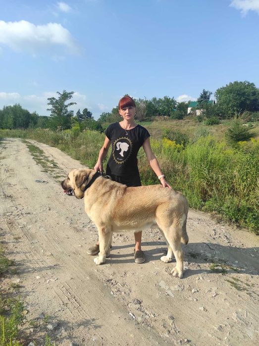 Іспанський Мастиф на вязку