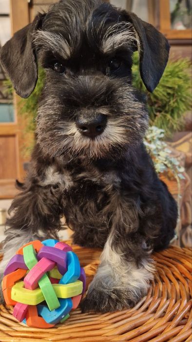 Цуценяти з відмінним родоводом.