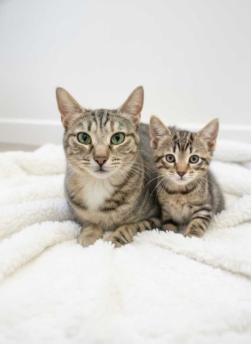 LISBOA (cidade) — MARNIE + RABANETE, mãe e filho para adoção