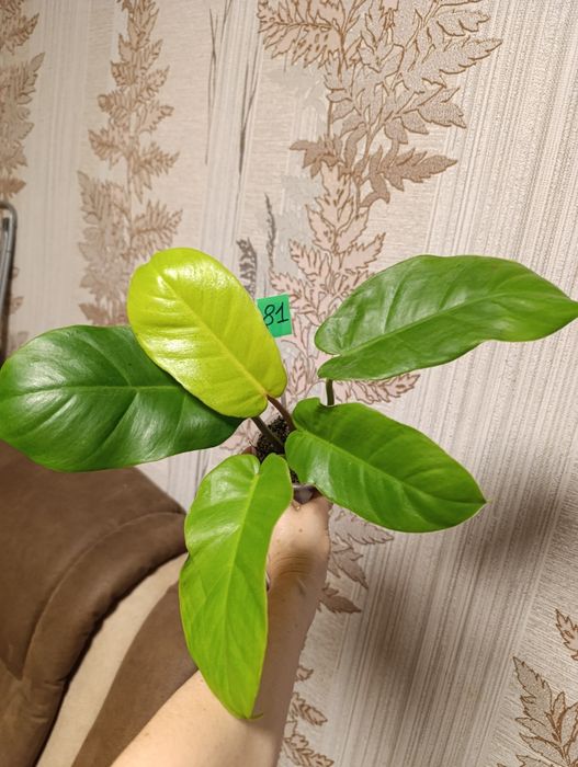 Филодендрон різні сорти