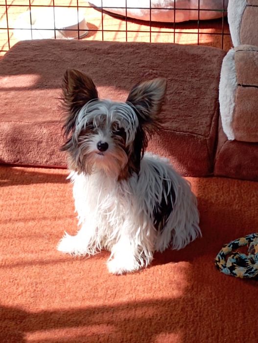Biewer Yorkshire terrier sunia