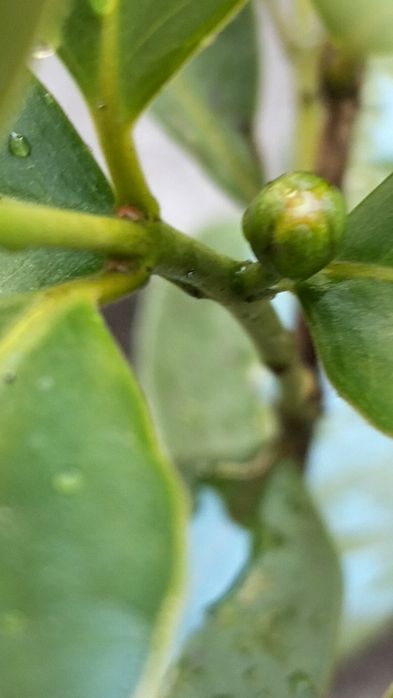 Araçazeiro para venda já dando fruto
