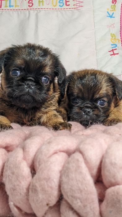 Цуценята брюсельского грифона