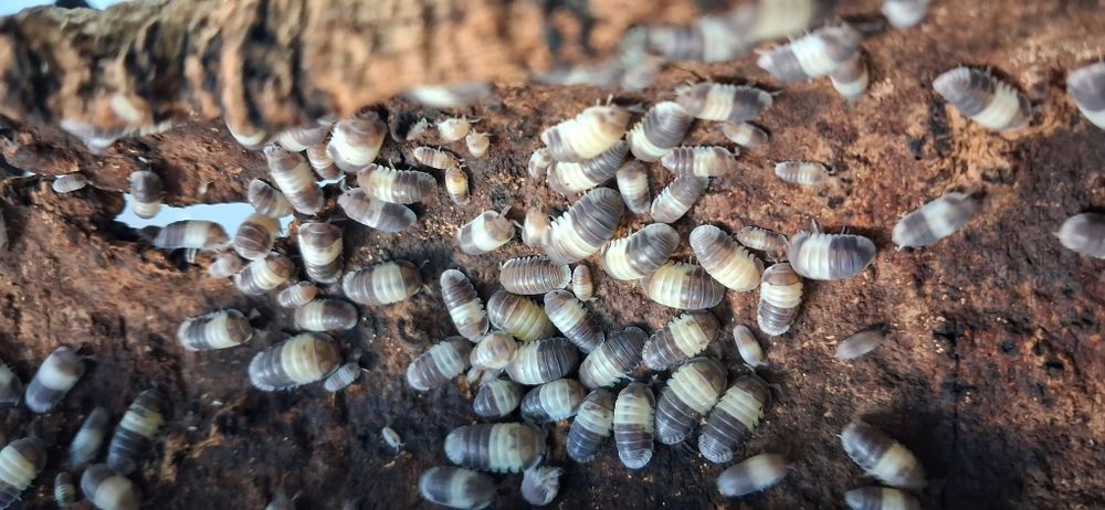 Cubaris PANDA KING 10 szt isopody, równonogi, prosionki, ekipa sprzątająca