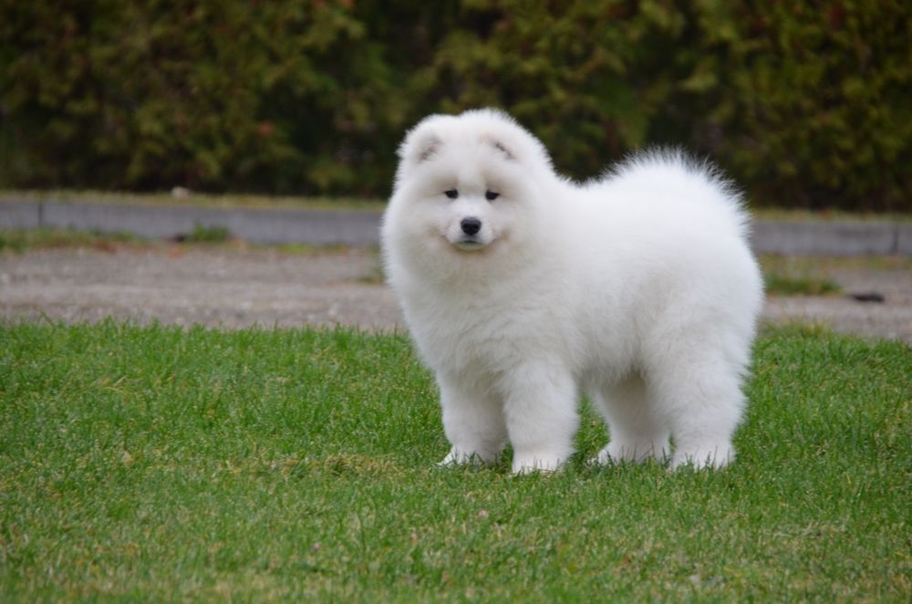 Samoyed suczka piesek