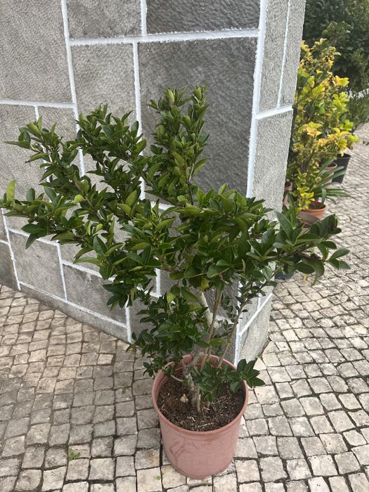 Arbustos para sebes ou decoração