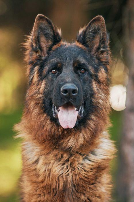 Owczarki niemieckie Owczarek Niemiecki