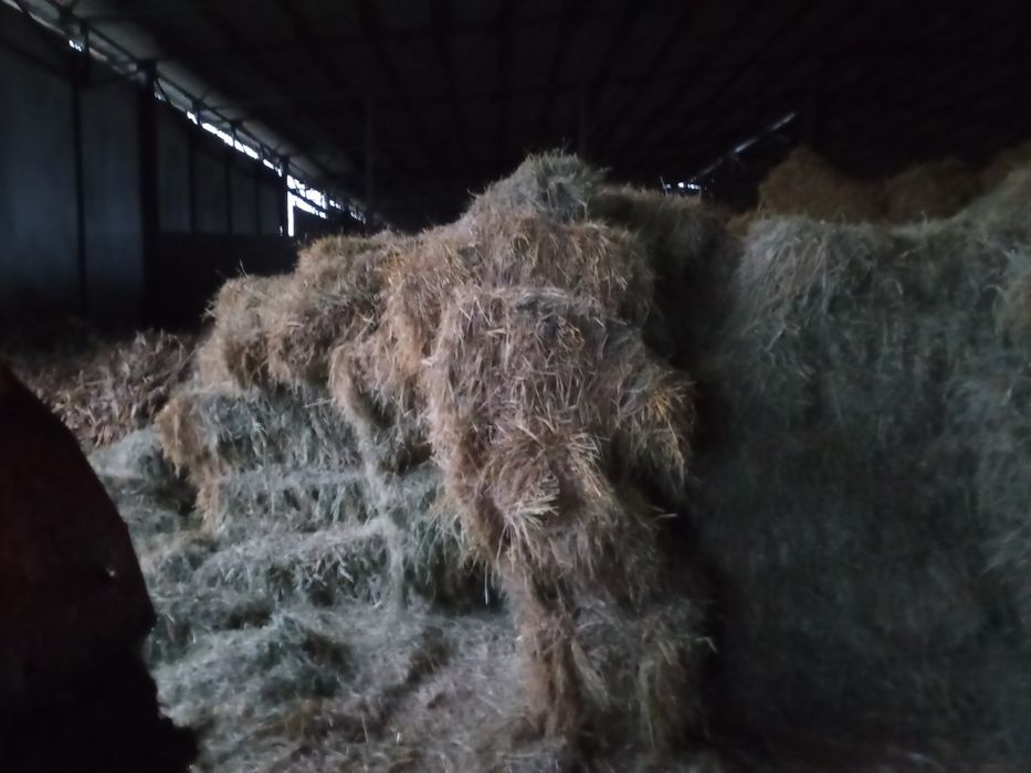 Продам тюки сіна оттави соломи.