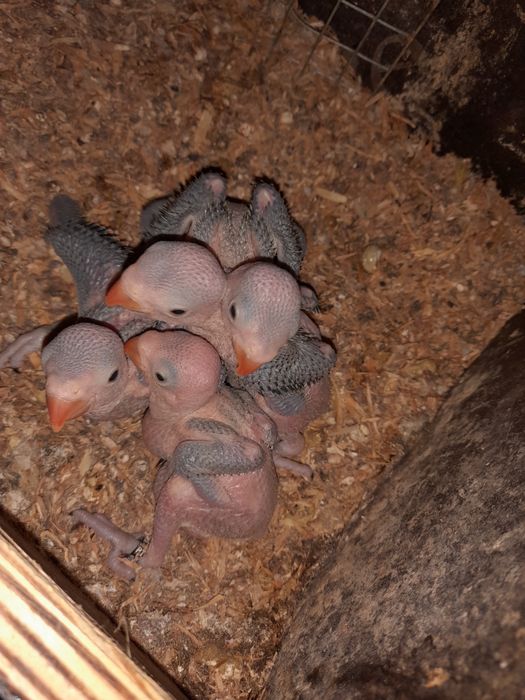 Cedo ring neck novos para criar a mão