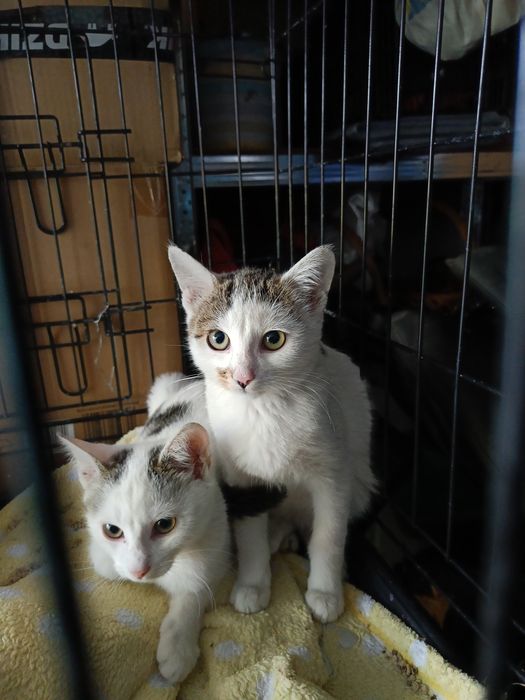 Kocurki do adopcji
