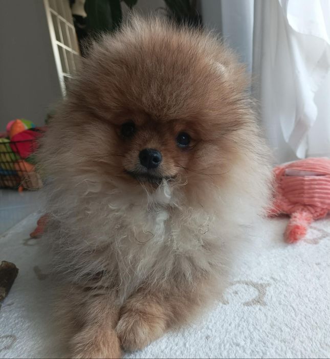 Szpic miniaturowy, pomeranian FCI-rezerwacja