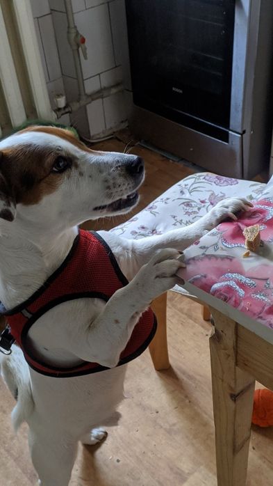 Вязка Джек Рассела Терьер случка