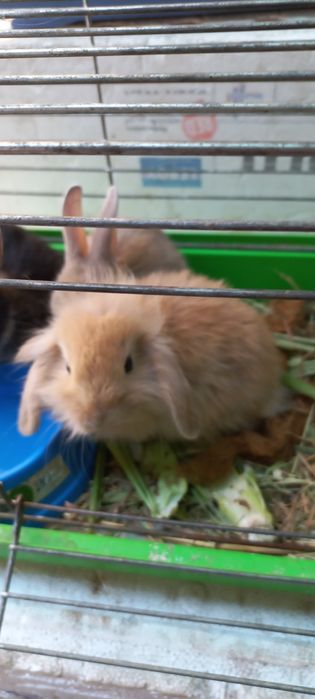 Кролики карликовые