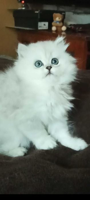 Серебристая шиншилла котёнок девочка белая