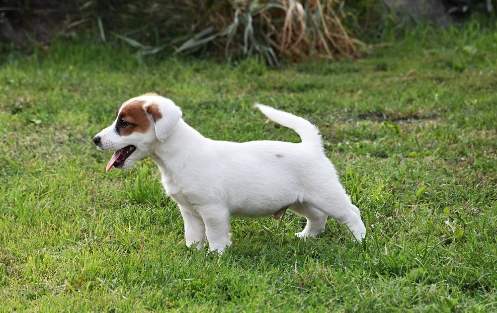 Jack Russell Terrier piesek !