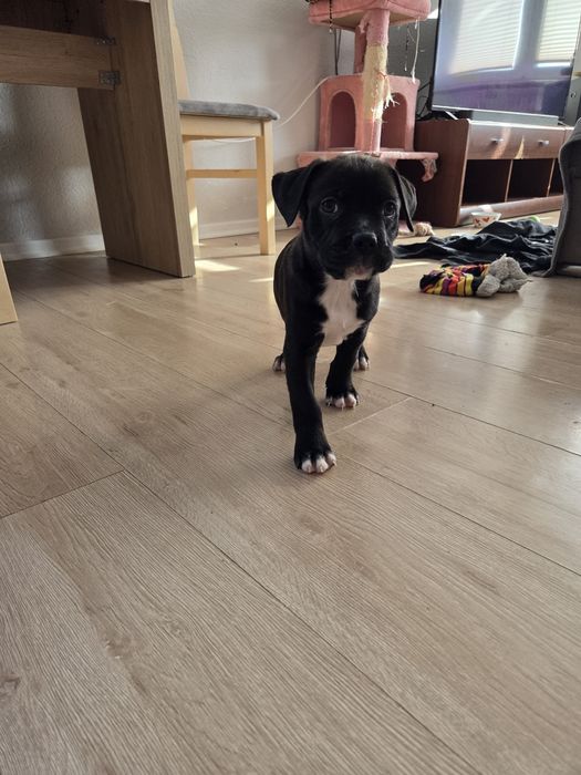 Czarny Pies Amstaff