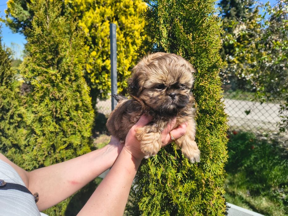 Shih Tzu Shihtzu