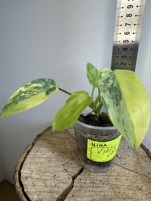 Філодендрон  Philodendron Violin var