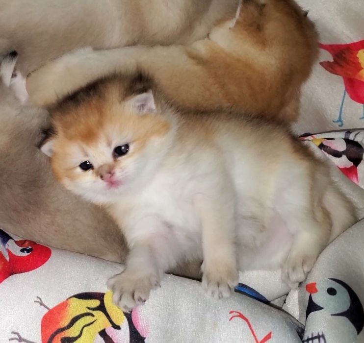 Ручные малыши, котятки золотая шиншилла.