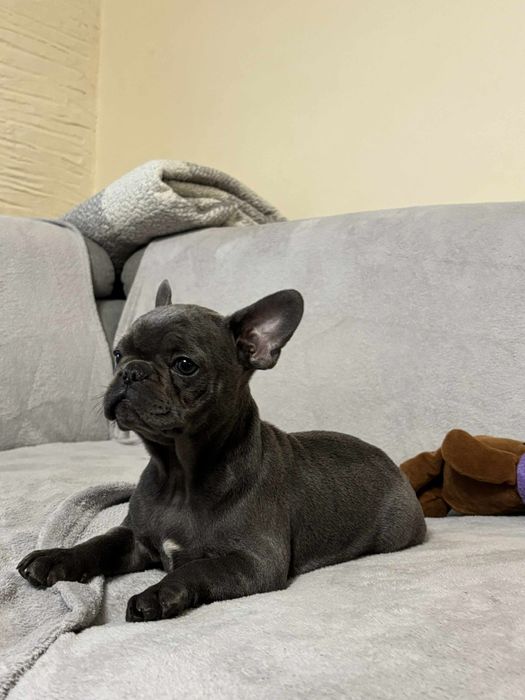 Buldog Francuski suczka niebieska Elza rodowód