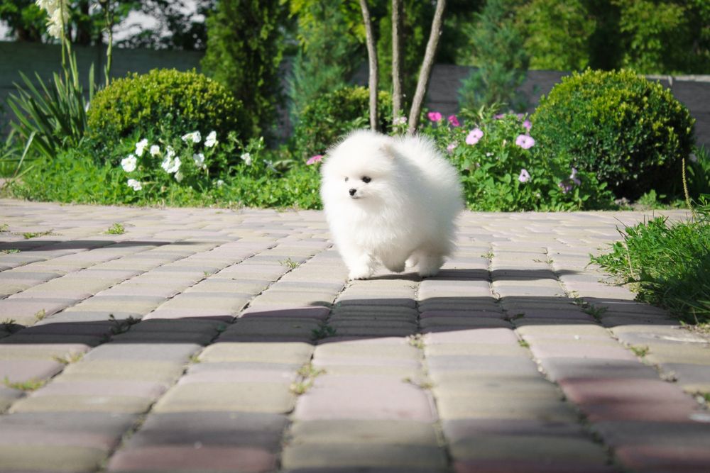 Pomeranian toy FCI/КСУ дівчинка крем