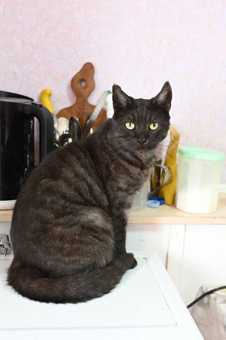 Котик Альф из приюта бесплатно