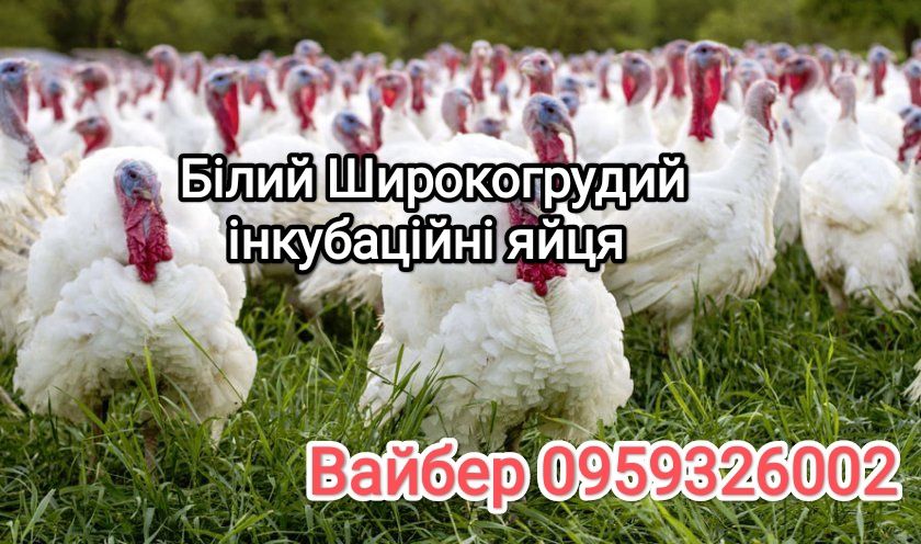 Ія індиків різних порід