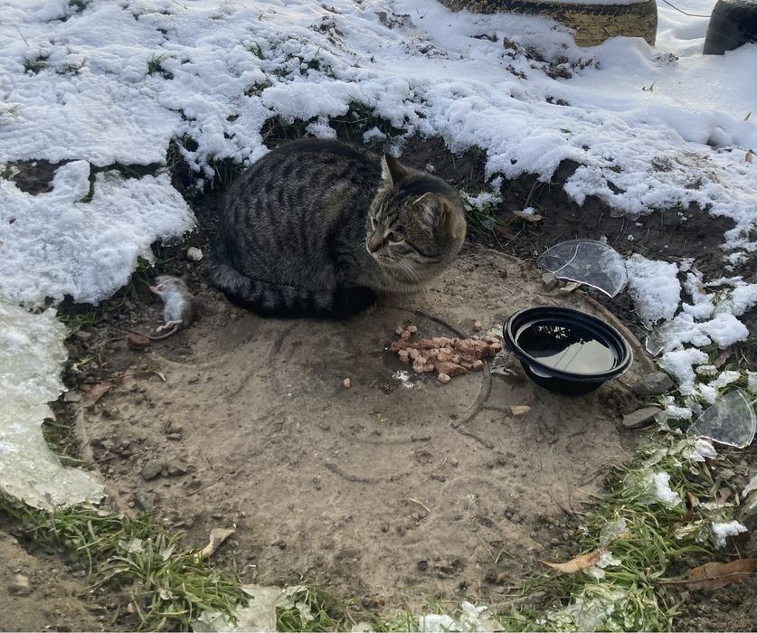 Кішка красуня 9-10 міс. Шукає свою теплу домівку. Допоможіть врятувати