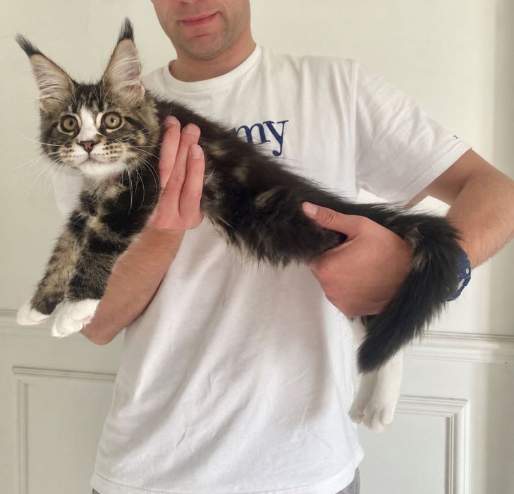 Maine Coon duża kotka do hodowli.