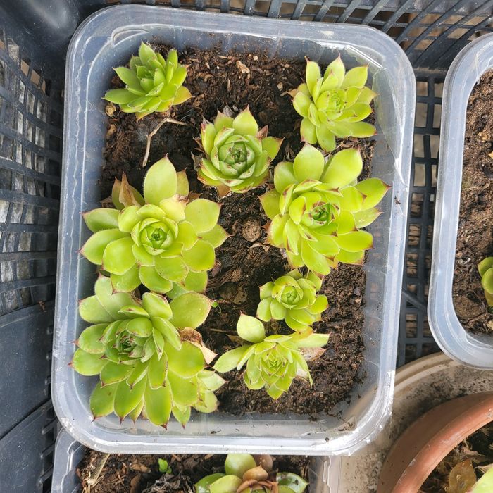 Rojniki kwiat ogrodowy