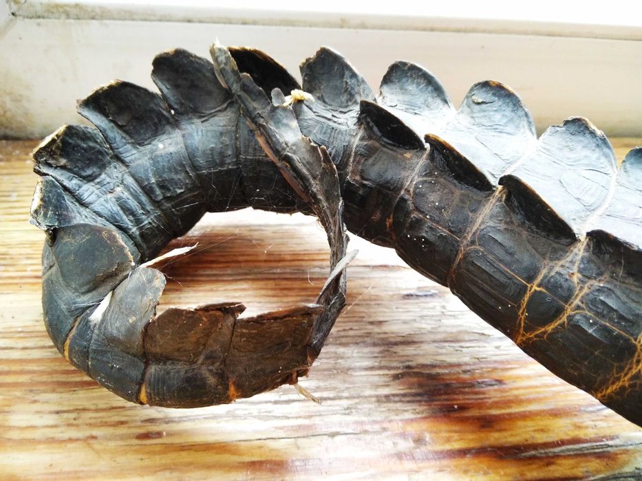 Крокодил опудало