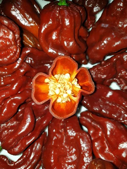 Продам насіння Bhut Jolokia Chocolate / Бхут Джолокія Шоколад