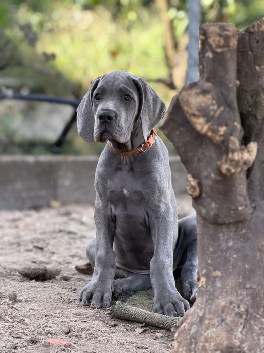 Dogue  alemao azul femea