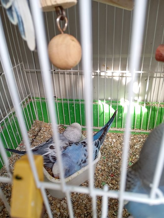 Periquitos Australianos 2025