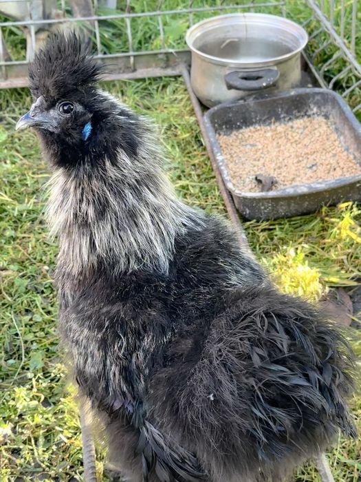 Silka kogut z lipca 2025