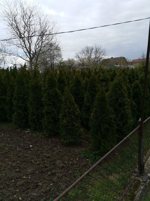 Продаю тую Західна Смараґд