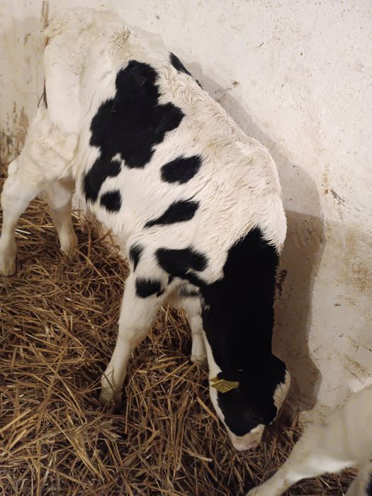 Byczek cielak żarłak