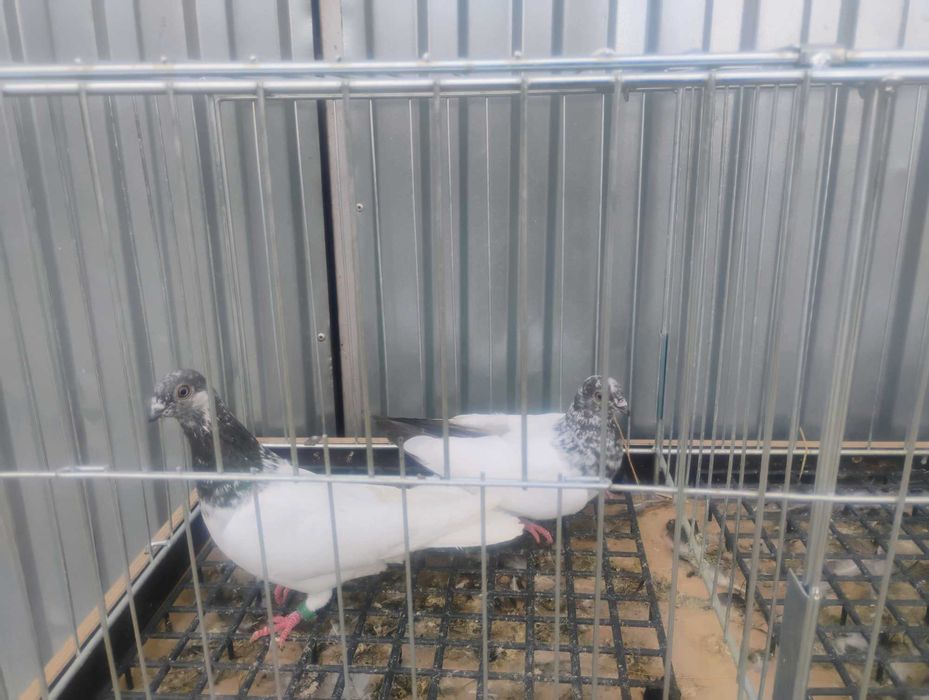 Gołębie budapeszty