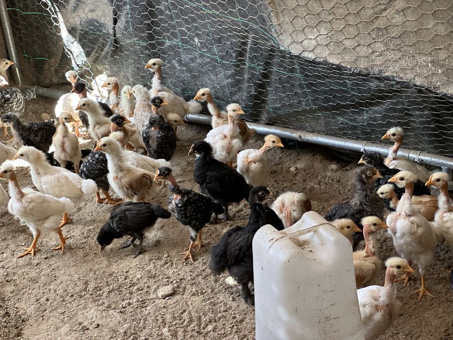 Racas autoctones  , rhode island red