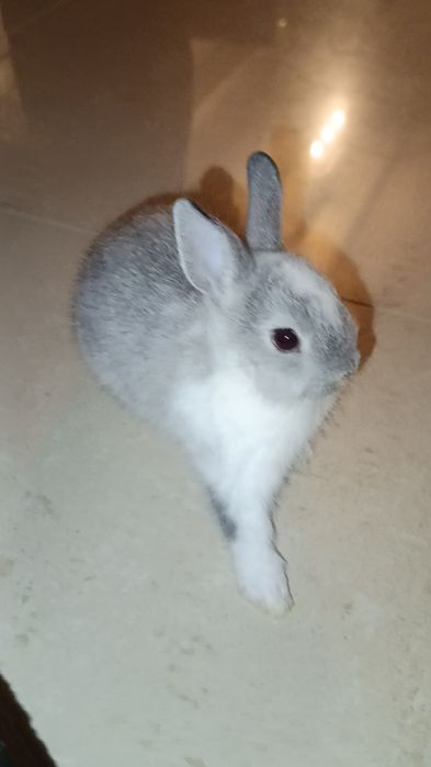 Coelhinha mini holandês